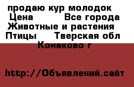 продаю кур молодок. › Цена ­ 320 - Все города Животные и растения » Птицы   . Тверская обл.,Конаково г.